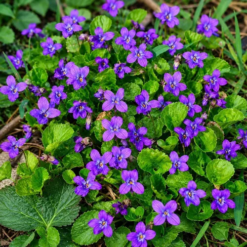 1000 semillas de viola para plantar, semillas perennes de flores de violeta dulce, flores fragantes de polinización abierta sin OMG para jardines al