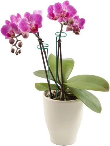 Miniatura 6 de 20 piezas de 16 pulgadas verdes de un solo tallo para plantas de jardín, anillos de soporte de flores, accesorios para amarilis, orquídeas, lirios