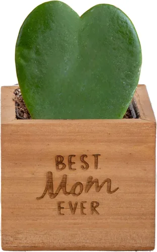 Miniatura 6 de Costa Farms Hoya Heart - Planta tipo suculenta viva de interior, 5 pulgadas de alto, en recipiente de cerámica blanca en forma de globo