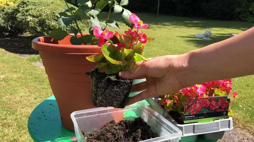 Miniatura 3 de Eleva tu begonia con la mezcla orgánica de tierra de Gardenera - Cultiva flores más saludables y vibrantes - 1 cuarto de galón