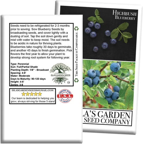 Miniatura 7 de Semillas de arándano Highbush (variedades del norte y del sur) - Más de 300 semillas sin OMG y reliquias, Vaccinium corymbosum, paisajes comestibles