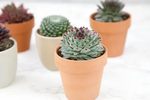 Miniatura 8 de Sempervivum - Plantas suculentas decorativas (5 unidades), plantas vivas de interior, plantas de interior vivas, regalos de jardinería para amantes