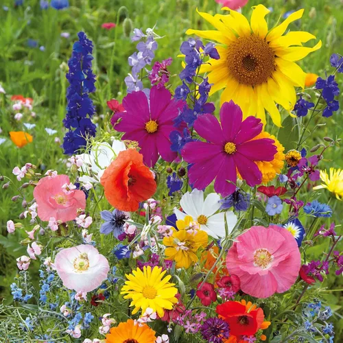 Miniatura 11 de Eden Brothers Crazy for Cosmos - Semillas mixtas de flores de cosmos para plantar, 50 lb, más de 24,000,000 semillas con Cosmos Gloria, Pinkie