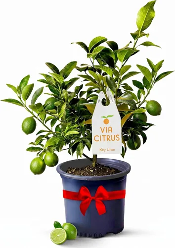 Miniatura 9 de Calamondin Tree - Plantas vivas para exteriores de 18 a 22 pulgadas de alto, árboles frutales de interior enanos, plantas vivas que no se pueden
