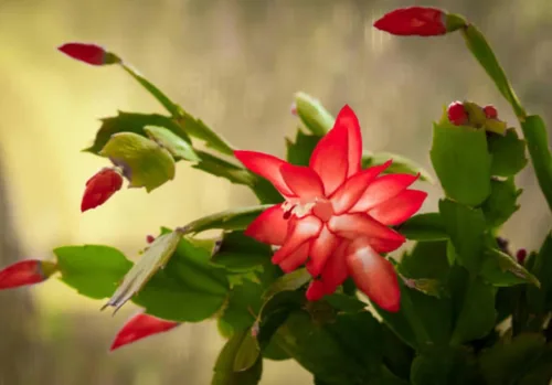 Miniatura 4 de Planta viva de cactus de Navidad rojo de 2 pulgadas. (Verde verdadero)