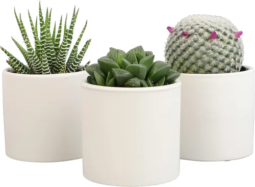 Plants for Pets - Plantas vivas de poca luz en macetas de cerámica para suculentas (paquete de 3), planta suculenta Gasteria y plantas de cactus