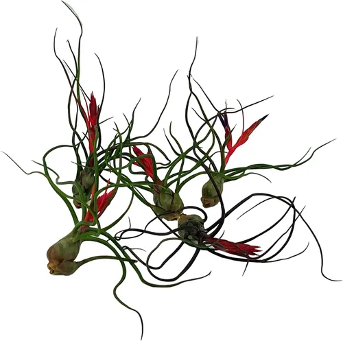 Miniatura 55 de ragnaroc Air Plants - Floración Tillandsia Bulbosa Belice, gigante de 7-9 pulgadas, 1 unidad, llegada en vivo garantizada, plantas