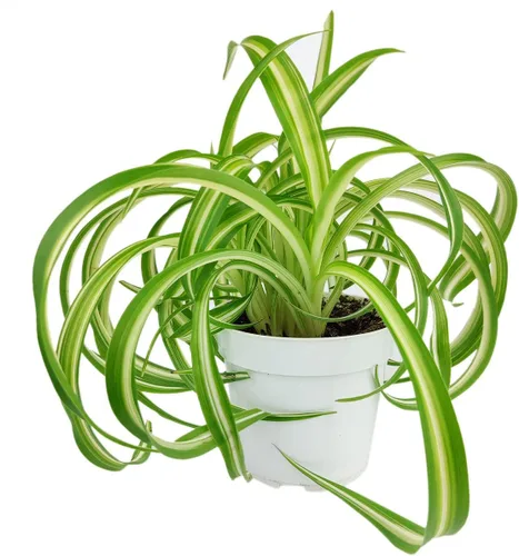 Miniatura 5 de Epiphyllum Anguliger Fishbone Cactus (4 pulgadas + maceta de plástico), planta de interior saludable y apta para mascotas, fácil de cuidar