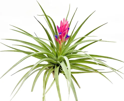 Plantas de aire – Floración Tillandsia Stricta Grande 5 pulgadas – 1 unidad – Llegada viva garantizada – Plantas de interior para decoración del