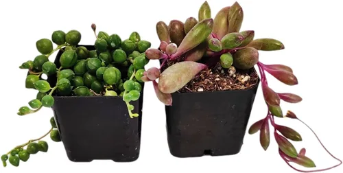 Miniatura 4 de Plantas suculentas vivas de USKC (juego de dos macetas de 2 pulgadas) (Anacampseros rufescens variegata)