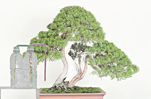 Miniatura 7 de Richson Barra de riego automático DB, herramienta de riego automático de dos semanas para árboles bonsái, 4 unidades/paquete