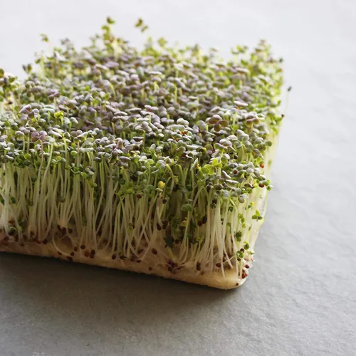 Miniatura 4 de Organic Red Streaks Mizuna - Semillas de mostaza – 1 onza ~ 11,300 semillas – Semillas para cultivar verduras y hierbas verdes de hoja verde