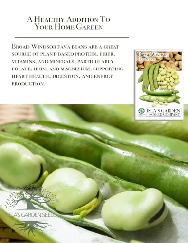 Miniatura 5 de Semillas de frijol Fava "Broad Windsor" para plantar, 25 semillas tradicionales por paquete, semillas de jardín de Isla
