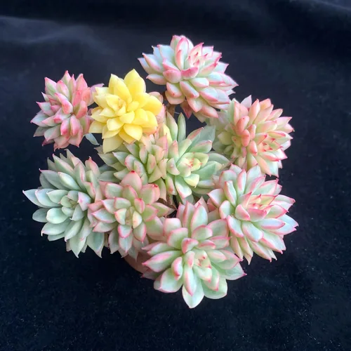 Miniatura 15 de Succulent Plants Live– Easy Care Bare Root Succulents for Indoor Outdoor Decor, Mini Live Plants for Home, Garden, Office, & Gift Ideas