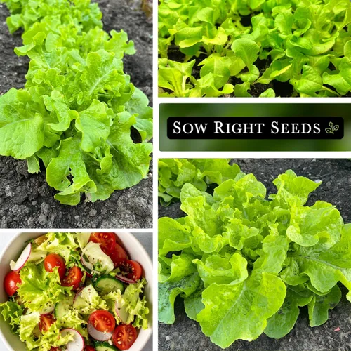 Miniatura 4 de Sow Right Seeds - Ensaladera Semillas de lechuga de hojas verdes para plantar - Paquete de reliquia sin OMG con instrucciones para plantar un huerto