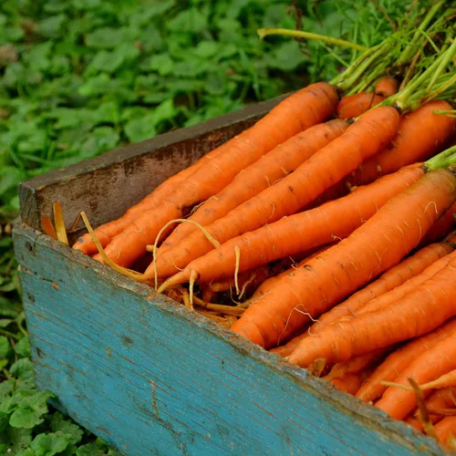 Miniatura 2 de Nantes Zanahoria - 150 semillas - Variedad de reliquia y polinizada abierta, semillas de vegetales sin OMG para plantar en interiores o exteriores