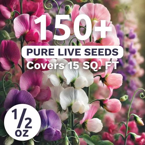 Miniatura 2 de Sweet Pea Knee High - Paquete grande de 1/2 onza - 150 semillas de flores para plantar - Lathyrus odoratus