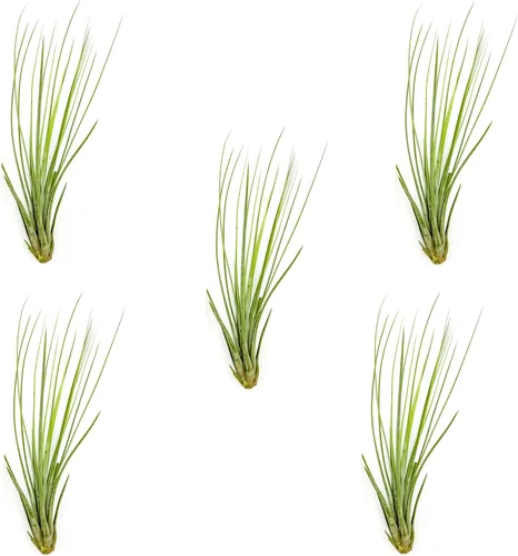Miniatura 70 de ragnaroc Planta de Aire Viva – Tillandsia Capiput, Jumbo 6-9” - 2 unidades - Llegada Viva Garantizada - Plantas de Casa para Decoración del Hogar