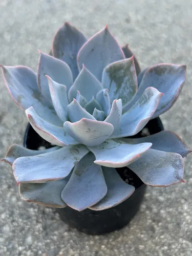 Echeveria Desmetiana - Planta suculenta viva, maceta de 2 pulgadas, totalmente enraizada, azul-verde con bordes rosados, decoración para el hogar y