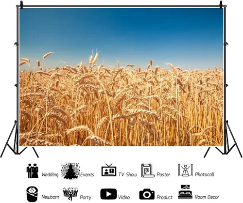 Miniatura 3 de Telón de fondo de campo de trigo dorado, 5 x 3 pies, rústico, otoño, tierras de cultivo de trigo, cosecha de grano de trigo, desierto, cielo azul