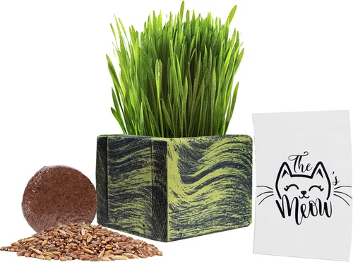 Hierba para gatos de interior – Kit de inicio de césped orgánico para gatos de mejor valor, maceta de cedro fabricada en Estados Unidos, semillas de