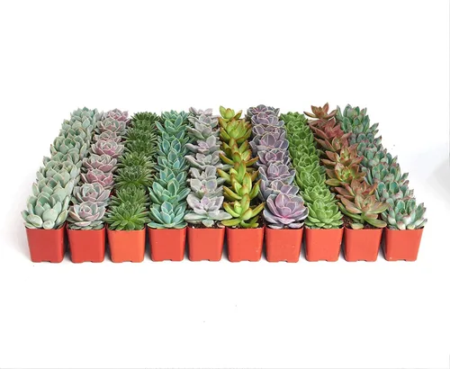 Shop Succulents | Colección de bodas | Plantas suculentas de roseta a granel vivas | Mini suculentas Echeveria enraizadas en macetas de 2 pulgadas