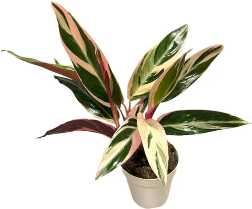 Miniatura 5 de Plantas vivas Stromanthe Triostar, planta de oración tricolor, 12-16 pulgadas de alto, planta de interior, hermosa planta viva de interior, fácil