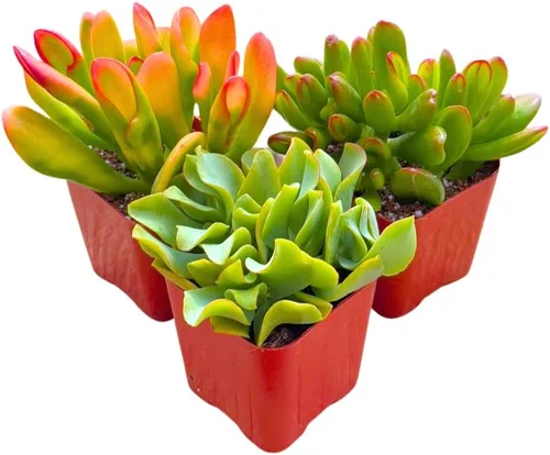 Miniatura 5 de Plantas suculentas vivas Jade Plant 2" Paquete de 3 colección sorpresa, colección inicial de plantas vivas de jade, plantas suculentas vivas