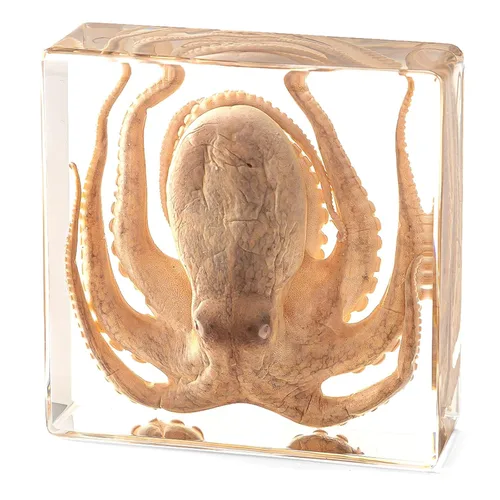 Miniatura 10 de Murciélago de taxidermia real en resina, animales de taxidermia para exhibición gótica en el hogar, rarezas y curiosidades, regalos