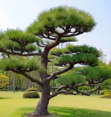 Miniatura 7 de Pinus thunbergii (semillas de pino negro japonés, forma atractiva y características únicas, semillas de MySeeds.Co, elige la cantidad (1 oz)