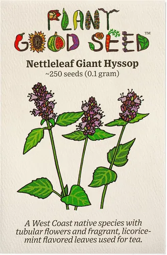 Plant Good Seed Plant Good Seed Nettleleaf - Semillas de hisopo gigante, paquete de 250, semillas de reliquia para plantar flores, suministros de