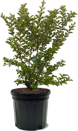 Miniatura 8 de American Plant Exchange Black Diamond Shell Pink Crape Myrtle Tree Live, maceta de 1 galón, 1-1.5 pies de alto, flores rosas vibrantes, tolerantes a