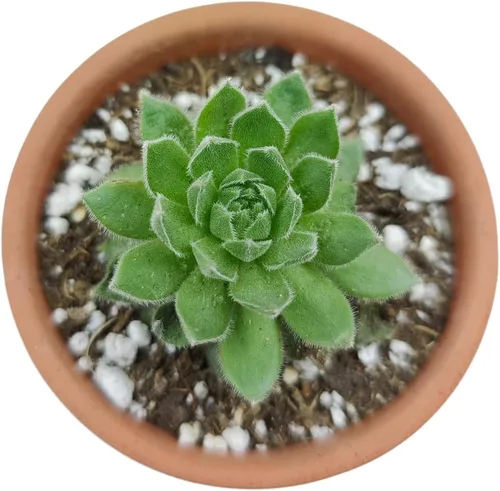 Miniatura 7 de Sempervivum Spring Beauty (2 pulgadas) - Planta suculenta saludable Sempervivum Live de fácil cuidado para interiores