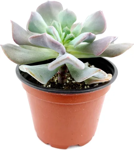 Miniatura 25 de Echeveria Lola - Planta suculenta saludable Echeveria Live de fácil cuidado para interiores, totalmente arraigada en tamaños de 2/4/6 pulgadas