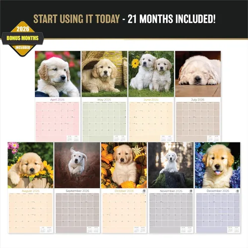 Miniatura 2 de Razas de Perros 2017 cachorros de golden retriever