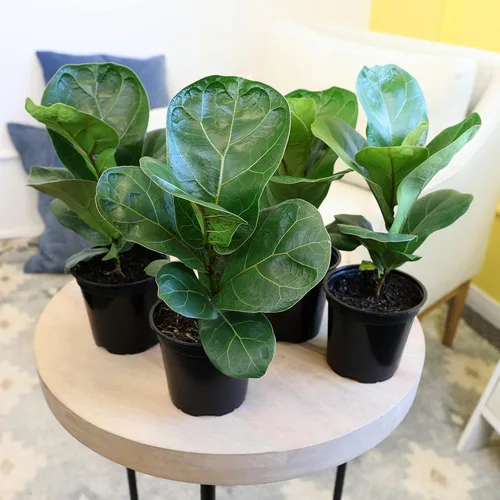 Miniatura 2 de Plantas for Pets - Higuera de hoja de violín (paquete de 4), paquete de plantas Ficus Lyrata, entrega de plantas vivas de Ficus, decoración popular