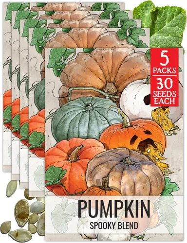 Miniatura 43 de Seed Needs, Jack O' Lantern - Semillas de calabaza – 25 semillas tradicionales para plantar Cucurbita Pepo – Sin OMG y sin tratar, ideal para tallar