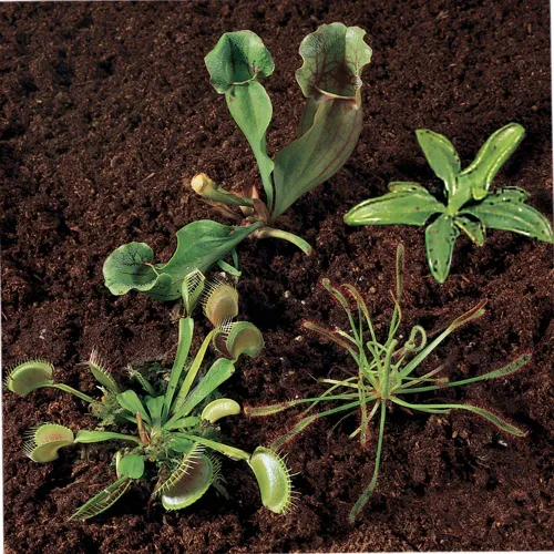 Colección de plantas carnívoras, Living