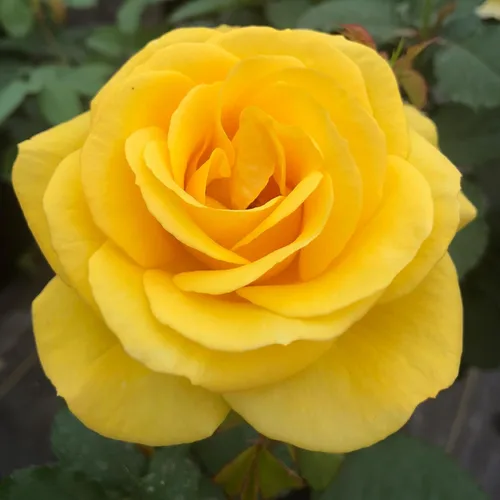 Miniatura 9 de Heirloom Roses Rose Bush - Easter Basket™ Planta amarilla viva para plantar al aire libre