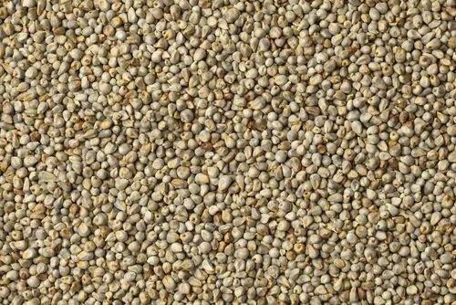 Miniatura 2 de Semillas de hierba de mijo perla para plantar - Pennisetum glaucum - Semillas de césped ornamental (200 semillas)