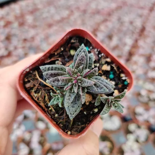 Miniatura 3 de Plantas de cactus suculentas vivas de USKC (maceta de 2 pulgadas)