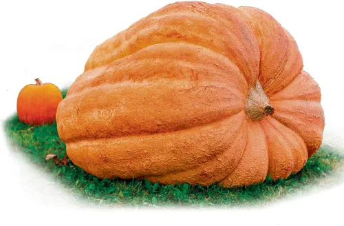 Park Seed Dill's Atlantic - Semillas de calabaza gigante sin OMG, variedad de calabaza gigante récord mundial, crece hasta 500 libras o más, Gigante