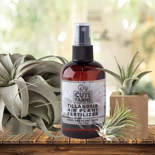 Miniatura 4 de Cute Farms Tillandsia - Fertilizante para plantas de aire, fórmula suave de uso diario, nutrientes formulados para plantas de aire