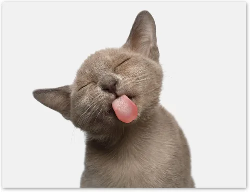 Miniatura 5 de Tarjetas divertidas de gatito, paquete de 12 tarjetas divertidas de notas de gato con sobres, 4 divertidos diseños de fotos, interior en blanco