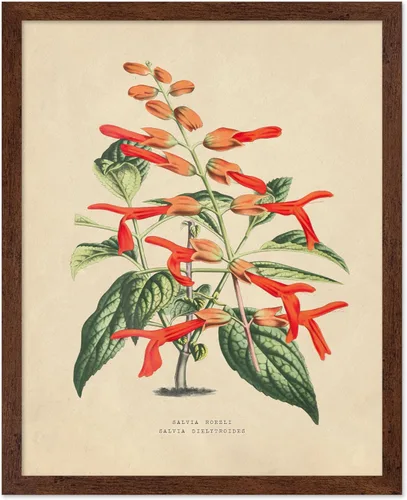 Miniatura 9 de Poster Master Póster Vintage de Plantas Cultivadas - Impresión Botánica Retro - Arte de Flores - Arte de Plantas - Regalo para Hombres y Mujeres
