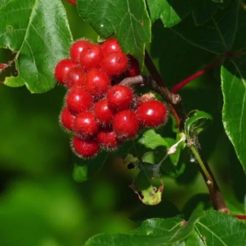 Miniatura 3 de Zumaque Dulce (Rhus aromatica) - Paquete de 10 Semillas