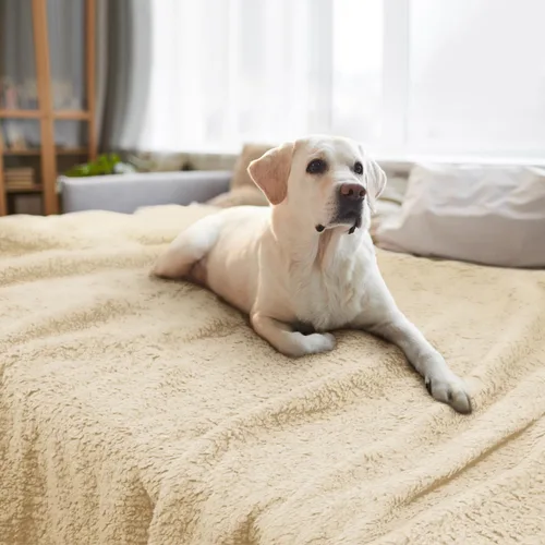 Miniatura 17 de furrybaby Manta Suave Premium para Perros Pequeños, Cachorros y Gatos, Lavable, Forro Polar Sherpa de 24 x 32 Pulgadas, Manta para Mascotas
