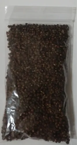 Pimienta de Guinea africana Guinea grano de pimienta del paraíso semillas atare genuina calidad