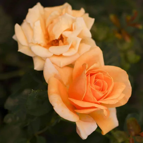 Miniatura 4 de Heirloom Roses Rosa de té híbrida - Planta de rosa fragante naranja Beautiful Day™