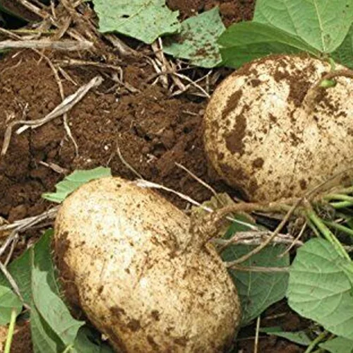 Miniatura 6 de Bmore Spicy Jicama - Semillas de ñame mexicano (Pachyrhizus erosus), reliquia sin OMG para plantar, 20 semillas frescas para jardinería